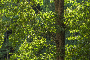 Low angle view of trees in forest