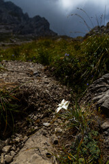 Rare Edelweiss growing in alpine environment