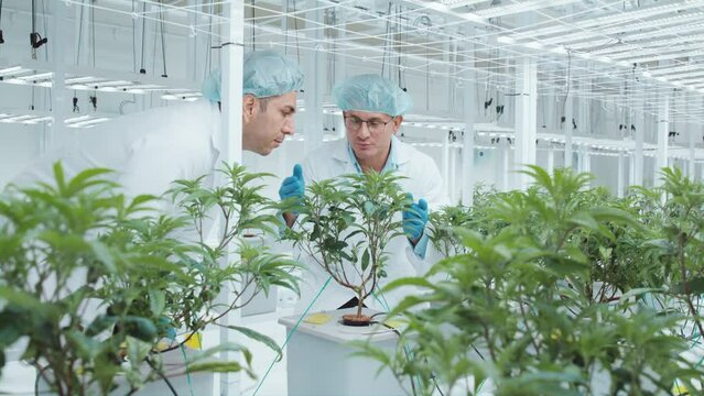 Botanist teacher two people man work at indoor biotech botany vertical smart farm growth weed crop field plant medical job career advice sharing discuss talking. Modern growing biology factory working