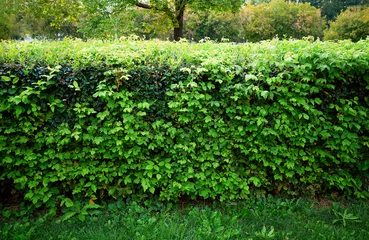 Fototapeten Green bushes at city park landscape background © spacedrone808