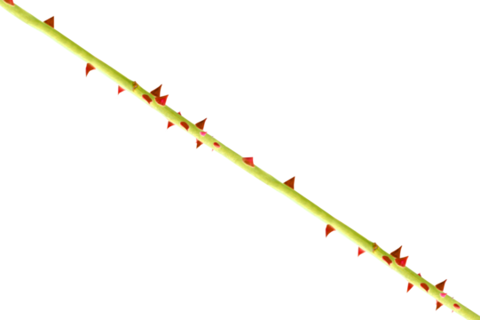 Diagonal green yellow stem rose with red spikes on a transparent background