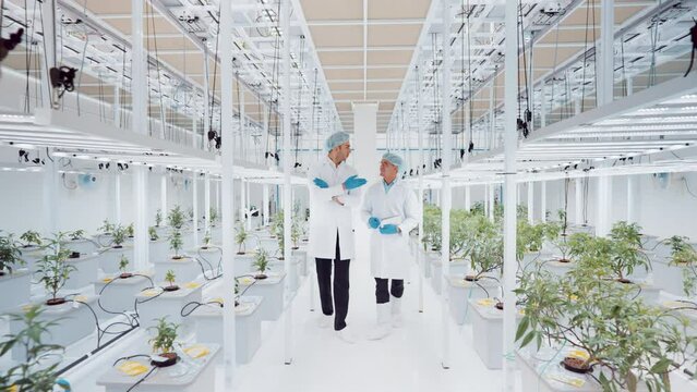 Botanist teacher two people man work at indoor biotech botany vertical smart farm growth weed crop field plant medical job career advice sharing discuss talking. Modern growing biology factory working