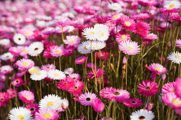 Pink and White Flowers in Garden Bed