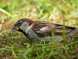 Male house sparrow