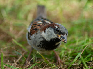 Male house sparrow