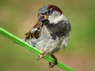 Male house sparrow