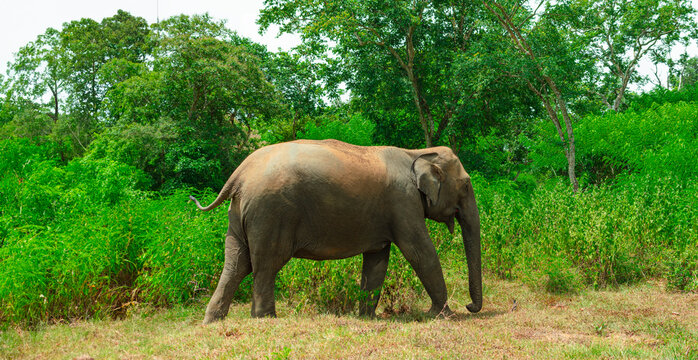 Solo Indian Elephant