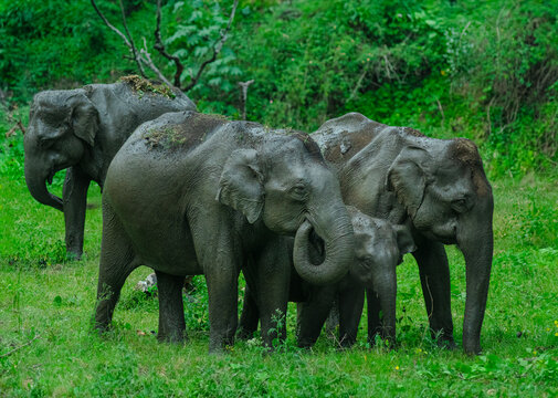 Herd of Indian elephants with calf 
