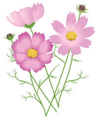 コスモスの花 ベクター #04