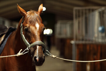 Head of horse looking over the doors in the stable.
