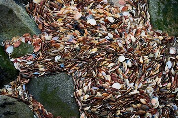 Countless scallop shells