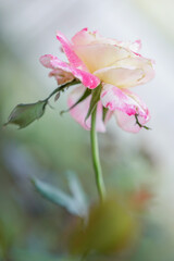 pink rose on soft blur nature background