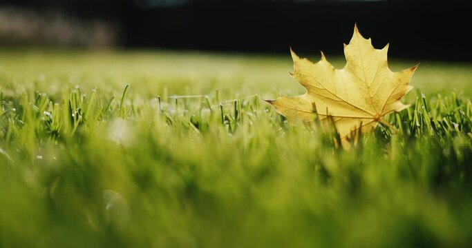 Yellow maple leaf lies on green lawn grass. 4k video