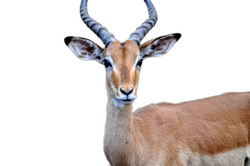 impala antelope isolated