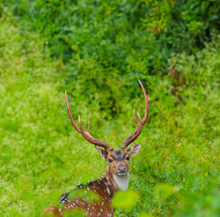 Indian Chital - Spotted Deer