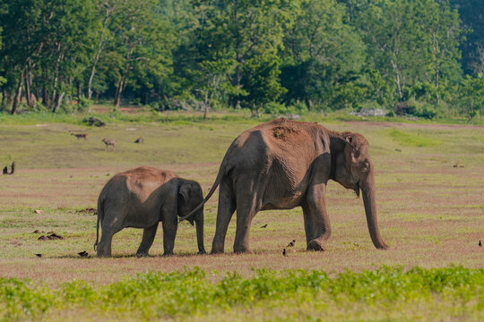 Indian elephant with calf
