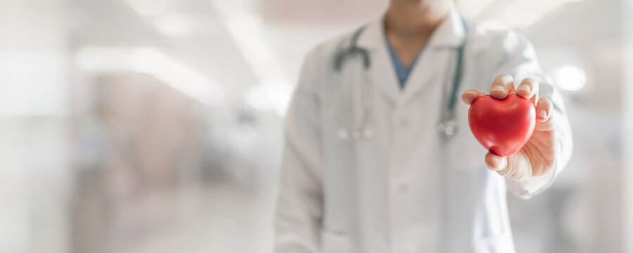 Doctor or cardiologist holding red heart in clinic or hospital lab for csr medical service, Cardiovascular disease, coronary artery disease, cardiology health care, and world heart health day concept