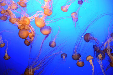 Jellyfish floating and swimming in the blue ocean
