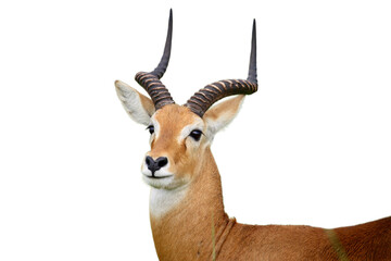 Impala Deer Png