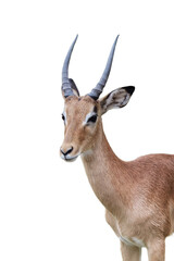 Impala Deer Png