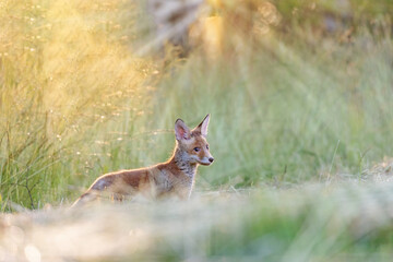 Cute red fox cub is posing in rays of sunlight. Horizontally. 