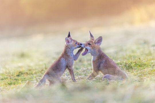 Portrait of a pair of two red foxes playing in the field in the sunlight.  Horizonzally. 