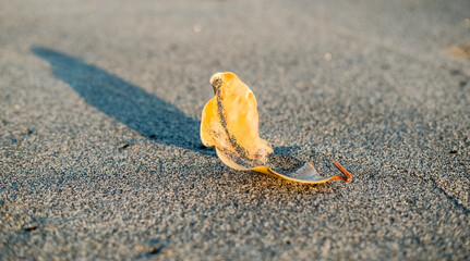 yellow leaf on the beach, dry leaf on the sand, leaf on the beach, leaf on the sand, fallen leaves on the beach