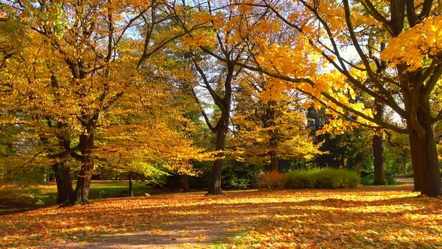 Beautiful golden autumn park landscape with trees and falling orange and yellow leaves 4K. Calm view scene, sunny day, fall, outdoor, nature, real time, panning, pan, mid shot, ultra hd. ProRes 422HQ.