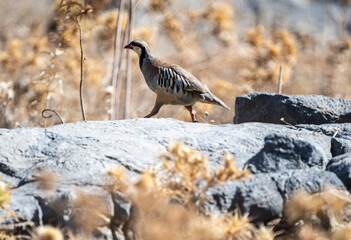 European rock partridge on a successful hunt in the natural environment in summer