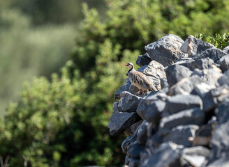 European rock partridge on a successful hunt in the natural environment in summer