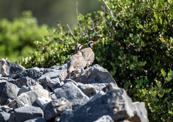 European rock partridge on a successful hunt in the natural environment in summer