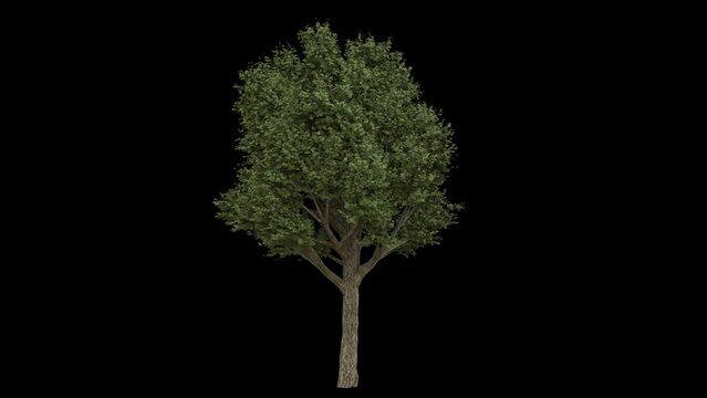 Big breezy forest tree with green spring leaves and light bark fully isolated with alpha channel