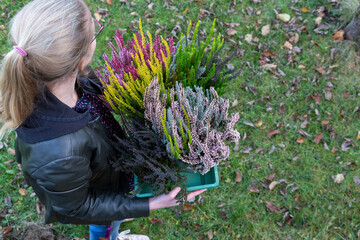 Young woman hold a box with different kinds of  colourful heather. Autumn in garden. Horizontal format.