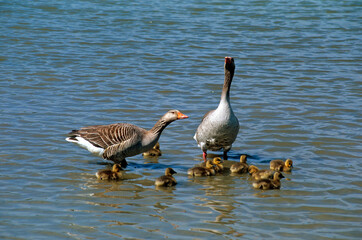 Oie cendrée, Anser anser, Greylag Goose, jeune, femelle