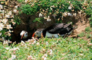 Macareux moine,.Fratercula arctica, Atlantic Puffin, couple, nid, terrier