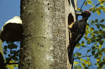 Pic noir, nid, loge, .Dryocopus martius , Black Woodpecker