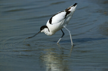 Avocette élégante, Recurvirostra avosetta, Pied Avocet