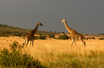 Girafe, Giraffa camelopardalis tippelskirchi, Parc national du Masai Mara , Kenya