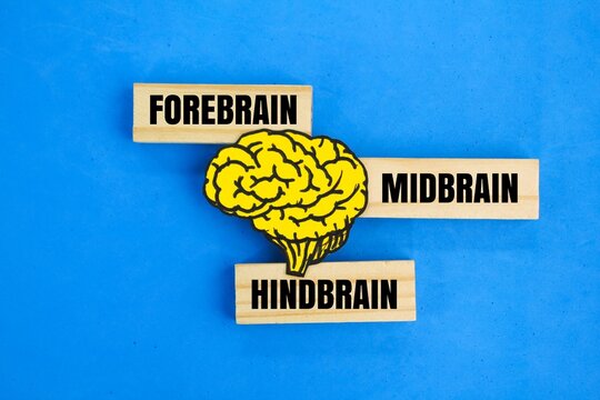 Forebrain, Midbrain and Hindbrain. brain Function concept