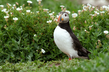 Fototapeta premium Macareux moine,.Fratercula arctica, Atlantic Puffin, nid, terrier