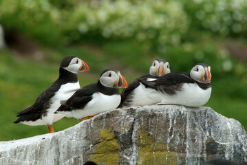 Fototapeta premium Macareux moine,.Fratercula arctica, Atlantic Puffin,
