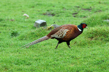 Faisan de Colchide,.Phasianus colchicus, Common Pheasant