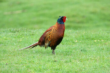 Faisan de Colchide,.Phasianus colchicus, Common Pheasant