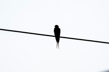 swallow sits on a wire in a natural environment in summer