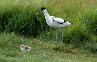 Avocette élégante, jeune, Recurvirostra avosetta, Pied Avocet
