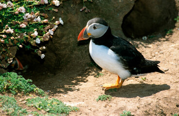 Macareux moine,.Fratercula arctica, Atlantic Puffin, nid, terrier