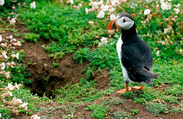 Macareux moine,.Fratercula arctica, Atlantic Puffin, nid, terrier
