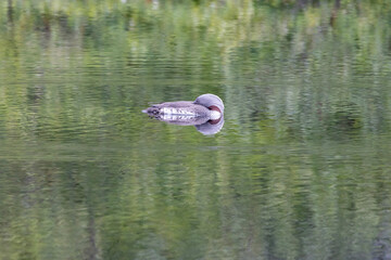 The red-throated loon (North America) or red-throated diver (Britain and Ireland) (Gavia stellata) is a migratory aquatic bird found in the northern hemisphere. Nordland county