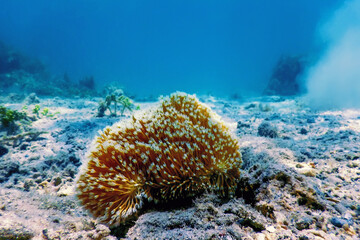 Naklejka na ściany i meble Polyps of the coral, Underwater landscape reef