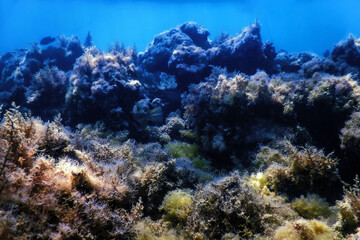 Naklejka na ściany i meble Underwater landscape reef with algae, Blue underwater